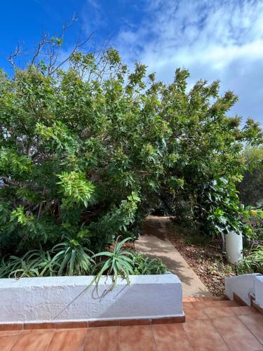 a large tree with green leaves on a sidewalk at Apartamentos y Habitaciones Villa Marina in La Caleta