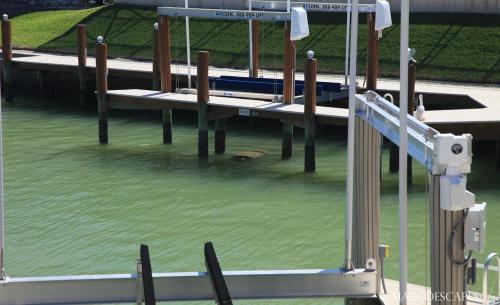 Un muelle en un charco de agua verde en Kendall Drive, en Marco Island