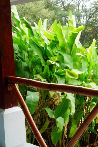 a plant with green leaves on a balcony at La Puesta del Sol B&B in Carrillo