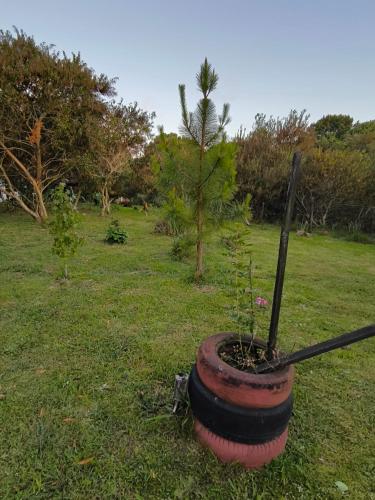 a plant in a pot sitting in the grass at Almar in La Paloma
