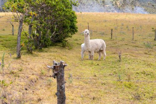 two sheep standing in a field behind a fence at Hacienda San Isidro Trails & Experiences in Cotacachi