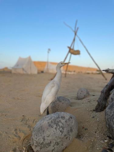 a bird standing on some rocks in the sand at Sun & Fun Camp Fayoum in Fayoum Center