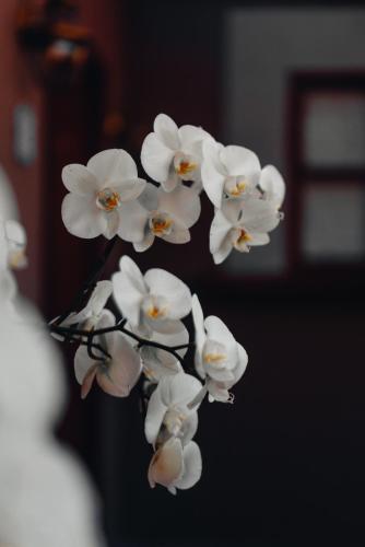 a bunch of white flowers on a branch at Antiguo Molino de San Jerónimo in Mexico City