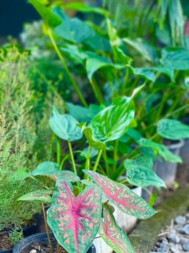 a plant with red and green leaves in a garden at บ้านไร่ดอกแก้ว in Chom Bung
