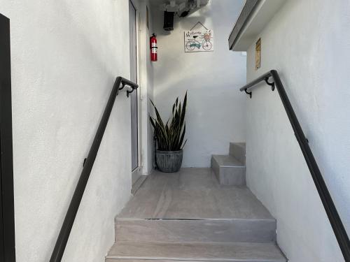 a stairway with a potted plant and a fire hydrant at Luna y Sol Calle 8 in Miami