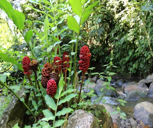 a group of red flowers in a garden at Agua Inn in Nuevo Arenal
