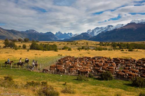 a group of people riding horses around a herd of cattle at Estancia Nibepo Aike in Colonia Francisco Perito Moreno