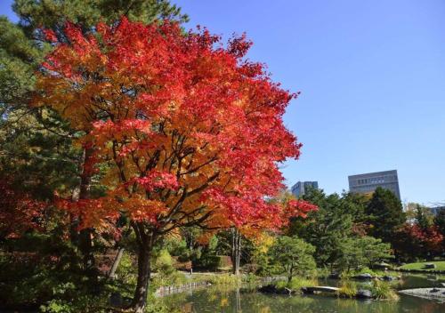 a tree with red leaves in a park at Business Inn Norte in Sapporo