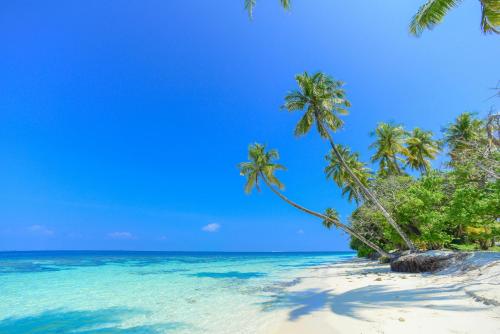 a group of palm trees on a beach at Blue Sky Beach in Hulhumale