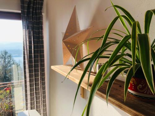 a plant sitting on a window sill next to a window at Repülőhal Apartmanház in Zebegény