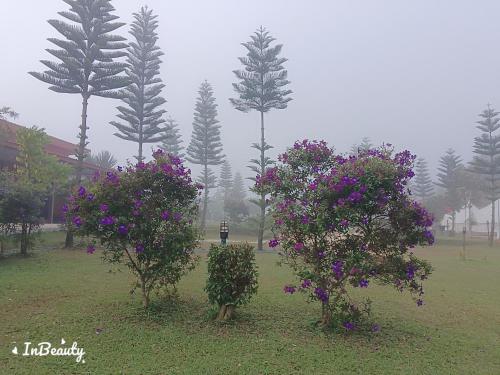 a group of trees with purple flowers in a field at เฟรนด์แคมป์ in Khao Kho