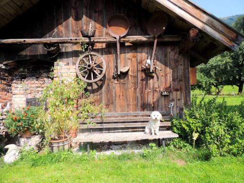 a white dog sitting in front of a wooden building at Pension Forsthof in Maishofen