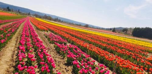 a field of flowers with pink and yellow tulips at villa luxueuse en Provence, Luberon in Mane