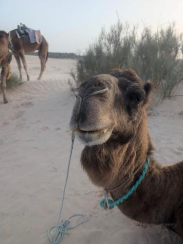 a camel tied to a rope in the desert at Camp Privé rêve de désert in Douz