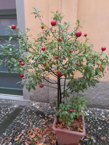 a plant in a pot with apples on it at La Corte Dei Cappuccini in Bergamo