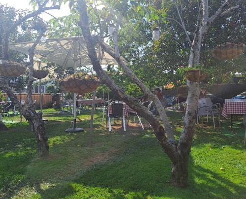 a tree with baskets on it in a yard at Albergue Vintecatro in Caldas de Reis