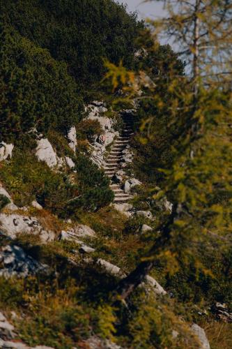 a stone path on a mountain with trees and bushes at Gjaid-Alm 1739m am Dachstein-Only Accessible by Cable Car in Obertraun
