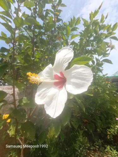a white hibiscus flower in front of a tree at PhaluayCamping in Koh Phaluai