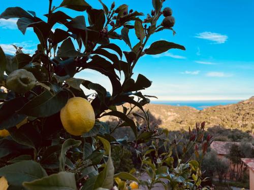 a lemon tree with a bunch of oranges on it at Domaine Pietra di Sole in Porto-Vecchio