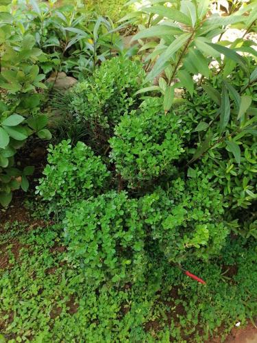 a group of green plants in a garden at Granados in Asuncion