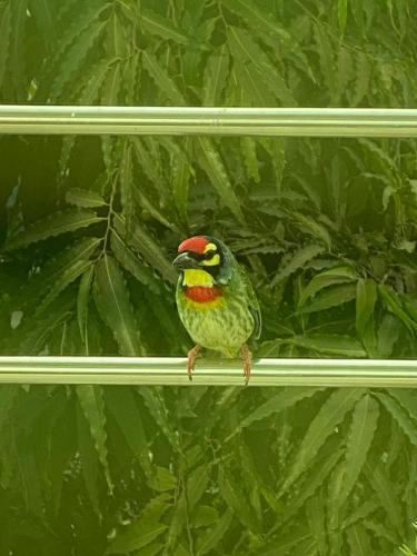 a small bird sitting on a branch with leaves at House Of Vedas in Greater Noida