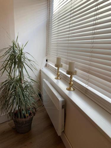 two plants sitting on a window sill with two candles at Shortstay Scheveningen in Scheveningen