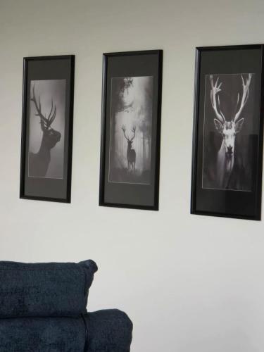 three framed pictures of deer on a wall at La maison d'Achille in Nassogne