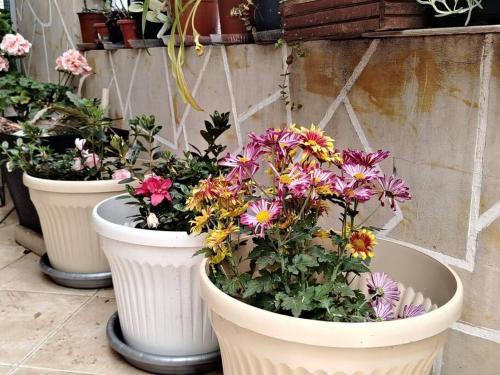 four white pots filled with flowers sitting next to a wall at Amplia Casa a 10 min de la Basílica - Chiquinquirá in Chiquinquirá