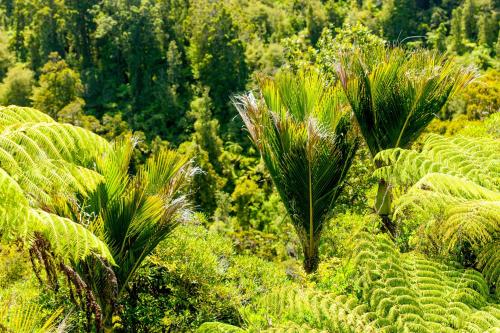 a lush green field of plants with trees in the background at Waitakere Resort & Spa in Auckland