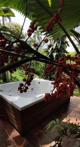 a tree with red fruits on it next to a bench at Tierra Negra Suite in Pereira