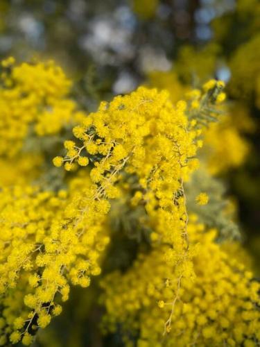 a close up of yellow flowers on a plant at White Rabbit Mountain Guest House in Mount Beauty