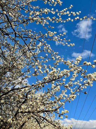 a tree with white flowers in the sky at White Rabbit Mountain Guest House in Mount Beauty