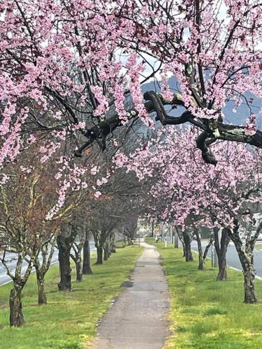 a tree lined road with pink flowers on it at White Rabbit Mountain Guest House in Mount Beauty