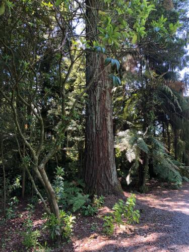 a large tree in the middle of a forest at Poihipi Farm Stay in Marotiri