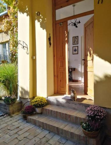 a cat sitting on the steps of a house at Šomin lagum - Guest house in Sremski Karlovci