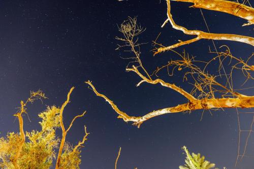 a tree branch with the sky in the background at Olive Garden House Siwa in Siwa