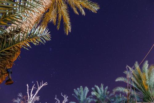 a palm tree with the sky in the background at Olive Garden House Siwa in Siwa