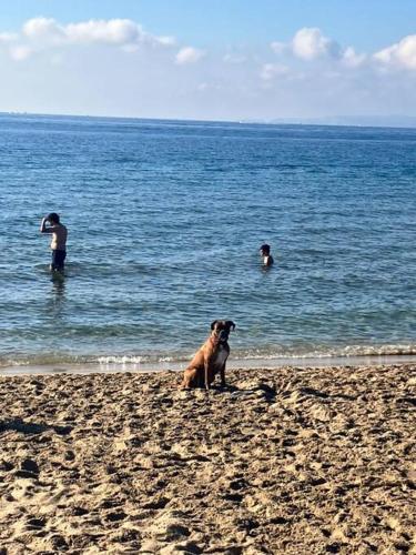a dog sitting on a beach with two people in the water at Descanso del GUERRERO in San Miguel de Fluviá