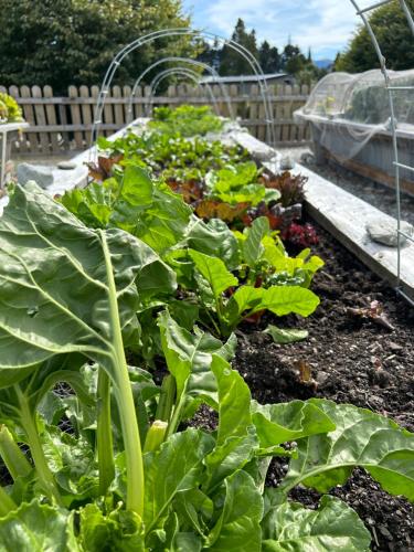 a row of lettuce plants in a garden at The Headwaters Eco Lodge in Glenorchy