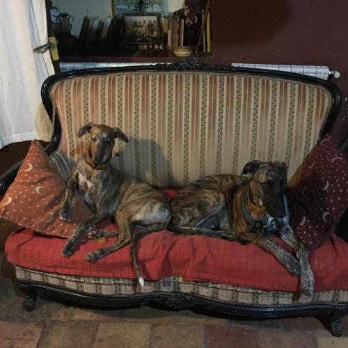 Huéspedes con una o varias mascotas en B&B Mas Torrencito Pet Friendly