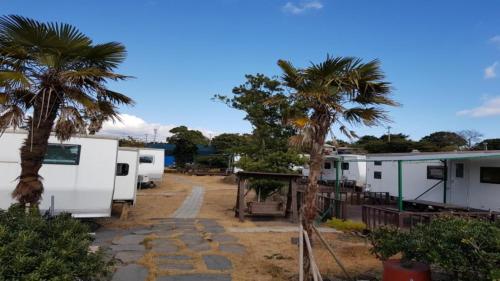 a group of camels parked next to palm trees at Seogwipo PyoseonCaravan in Seogwipo