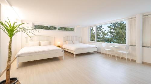 two beds in a white room with a potted plant at Samcheok Migaloo Pool Villa Pension in Samcheok