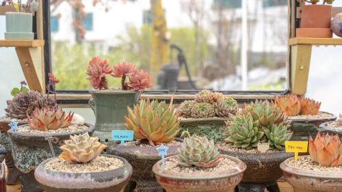 a group of potted plants sitting on a table at Gapyeong The Paran Private Pool Villa in Gapyeong