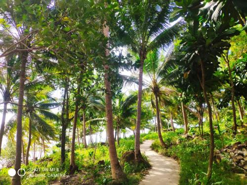 a path through a plantation of palm trees at Robinson Crusoe's Jungle Villa in Koh Rong