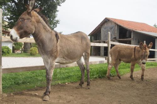 a horse and a calf standing next to a fence at Agriturismo Richeton in Gaiarine