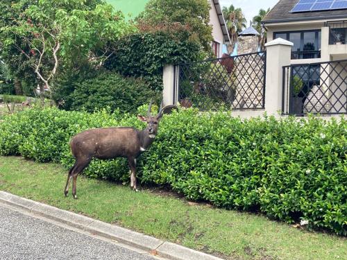 Animales en el apartamento o alrededores