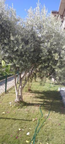 a tree with a green hose under it at villaLemoon in Belek