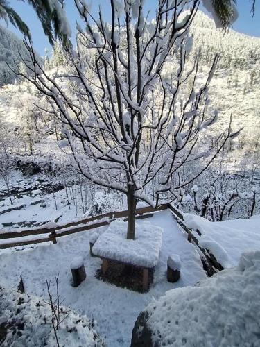 a snow covered tree and a bench under a tree at Little Forest Homestay in Gushaini