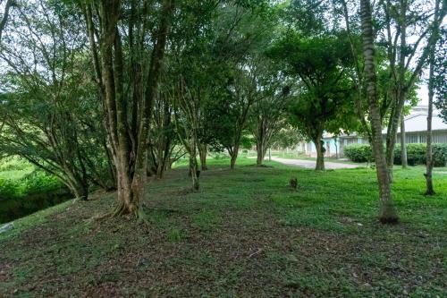 a group of trees in a park with a dog at Home Sweet Home in Pitalito