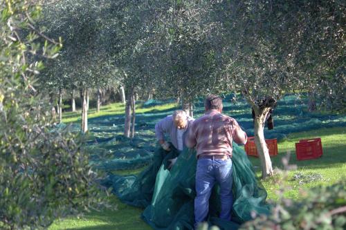 two men are standing under a tree with nets at B&B Colle Perrini Country House in Casperia